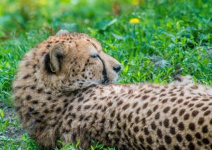 最速スコア更新のための完全ガイドは？